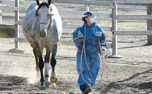 Biosecurity officer with a horse at the Redlands Veterinary Clinic near Brisbane after a previous Hendra virus scare. Biosecurity officer with a horse at the Redlands Veterinary Clinic near Brisbane after a previous Hendra virus scare.